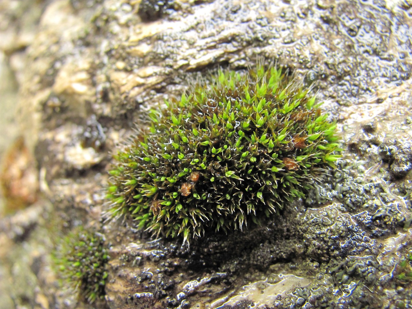 Image of class Bryopsida specimen.