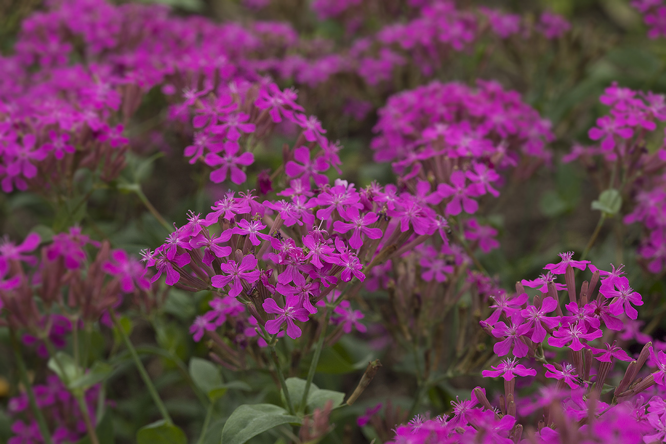 Image of Silene armeria specimen.