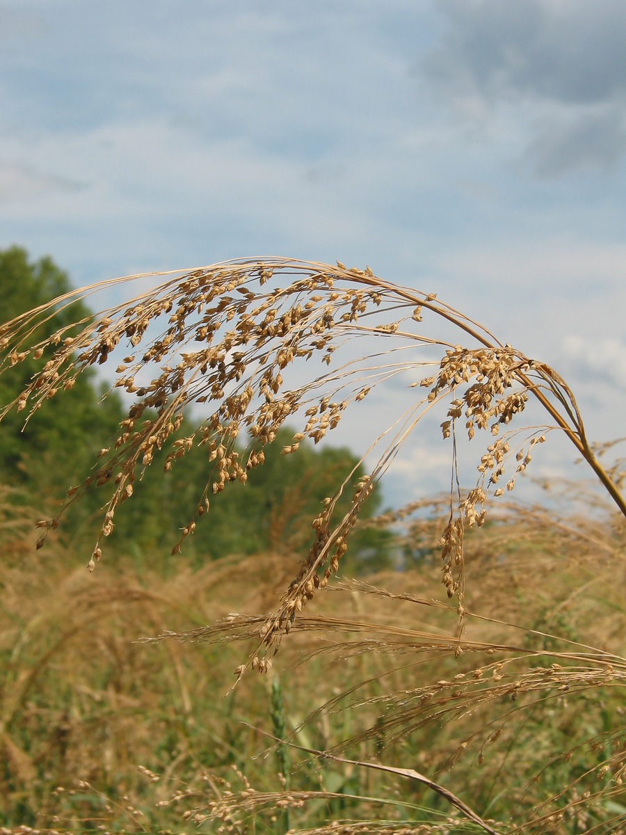 Image of Panicum miliaceum specimen.