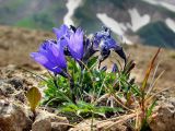 Campanula lasiocarpa