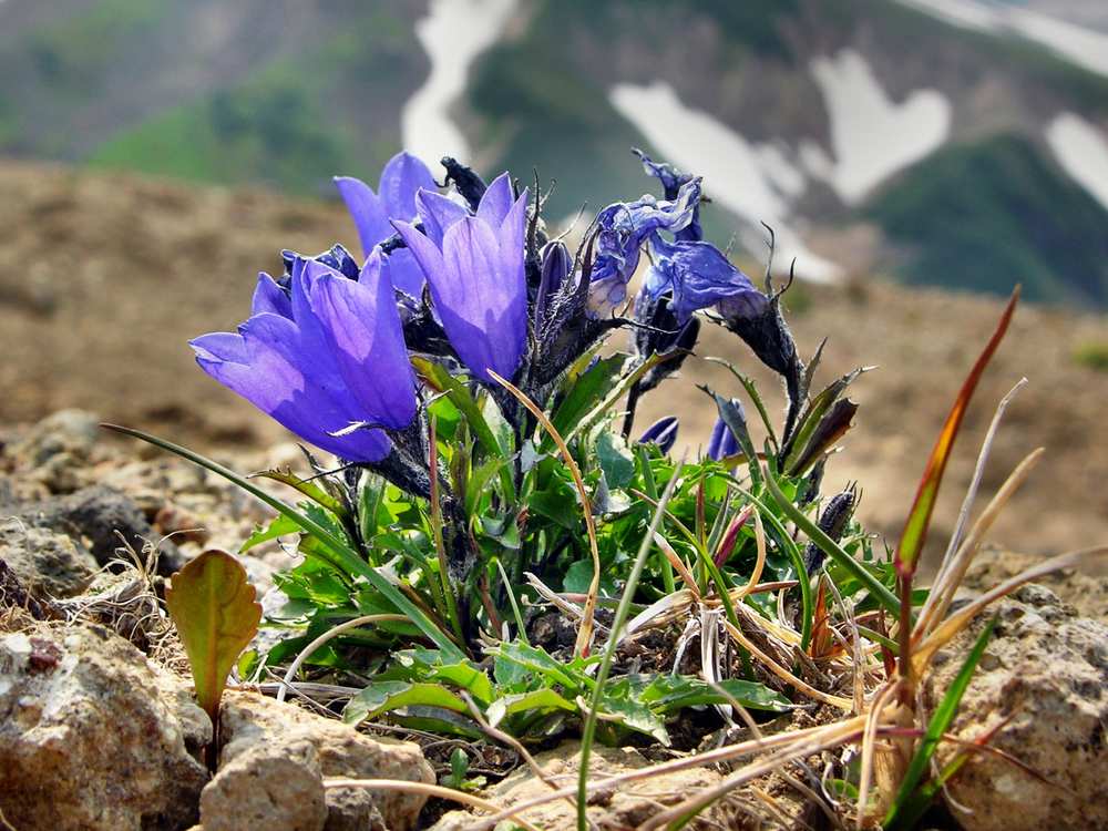Изображение особи Campanula lasiocarpa.