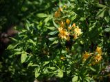 род Rhododendron. Верхушки ветвей цветущего растения. Кировская обл., г. Киров, Ботанический сад Вятского государственного университета, в культуре. 29.06.2018.