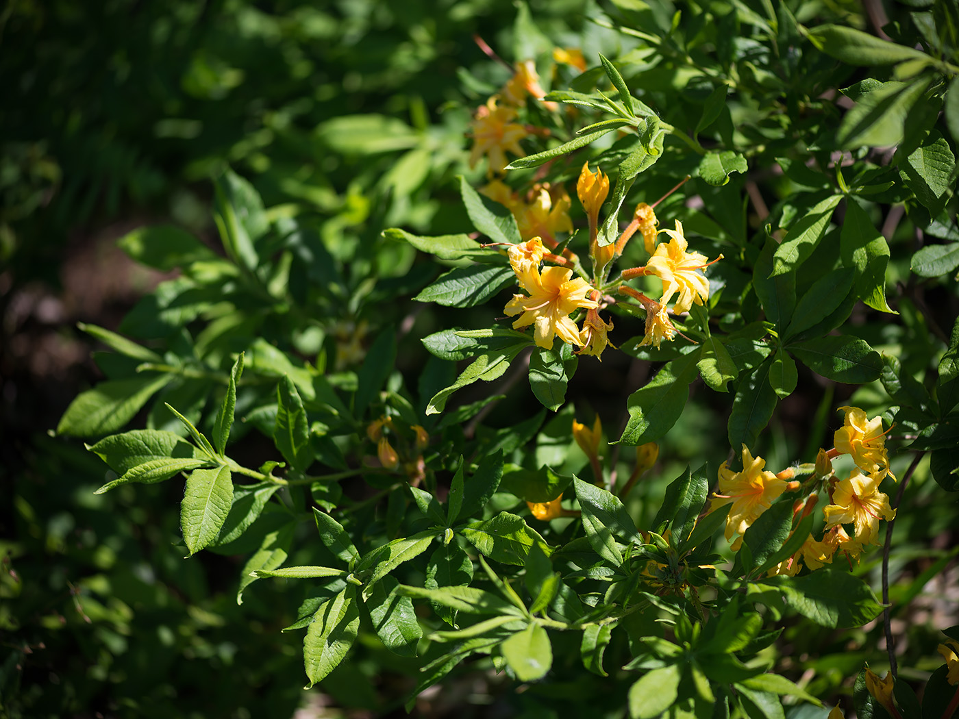 Изображение особи род Rhododendron.