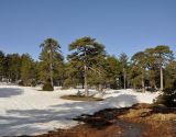 Pinus nigra