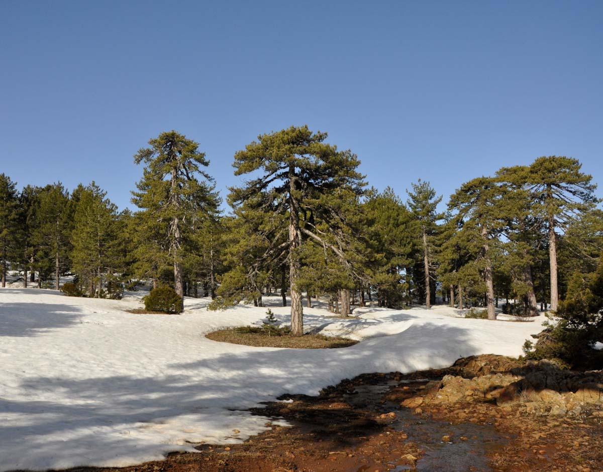 Изображение особи Pinus nigra.