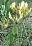 Astragalus glaucus. Верхушки стеблей с соцветиями. Крым, окр. Феодосии, хр. Тепе-Оба, нарушенная степь в междурядьях искусственного леса из сосны крымской с примесью лиственных деревьев и кустарников. 2 мая 2019 г.