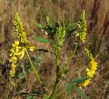 Melilotus officinalis