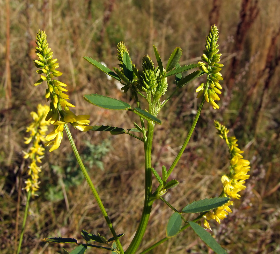 Изображение особи Melilotus officinalis.