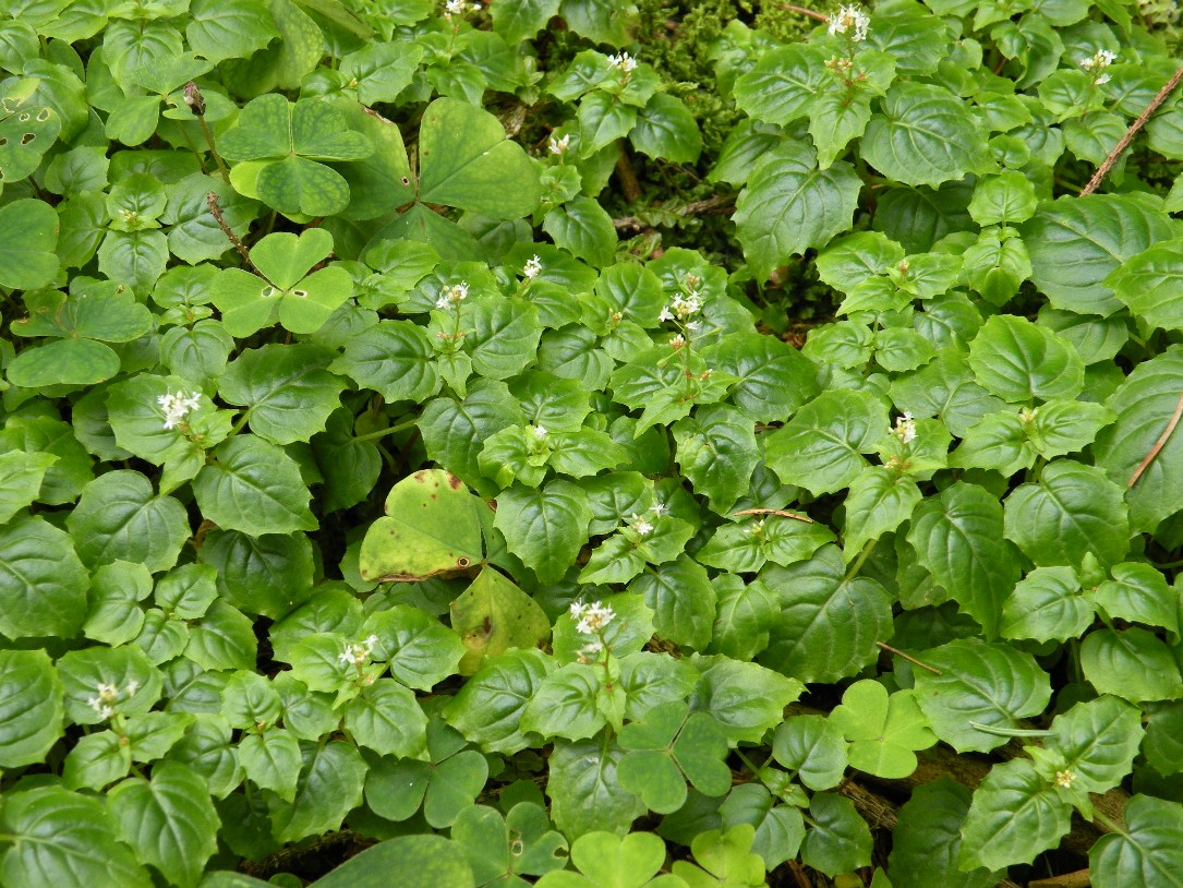 Image of Circaea alpina specimen.