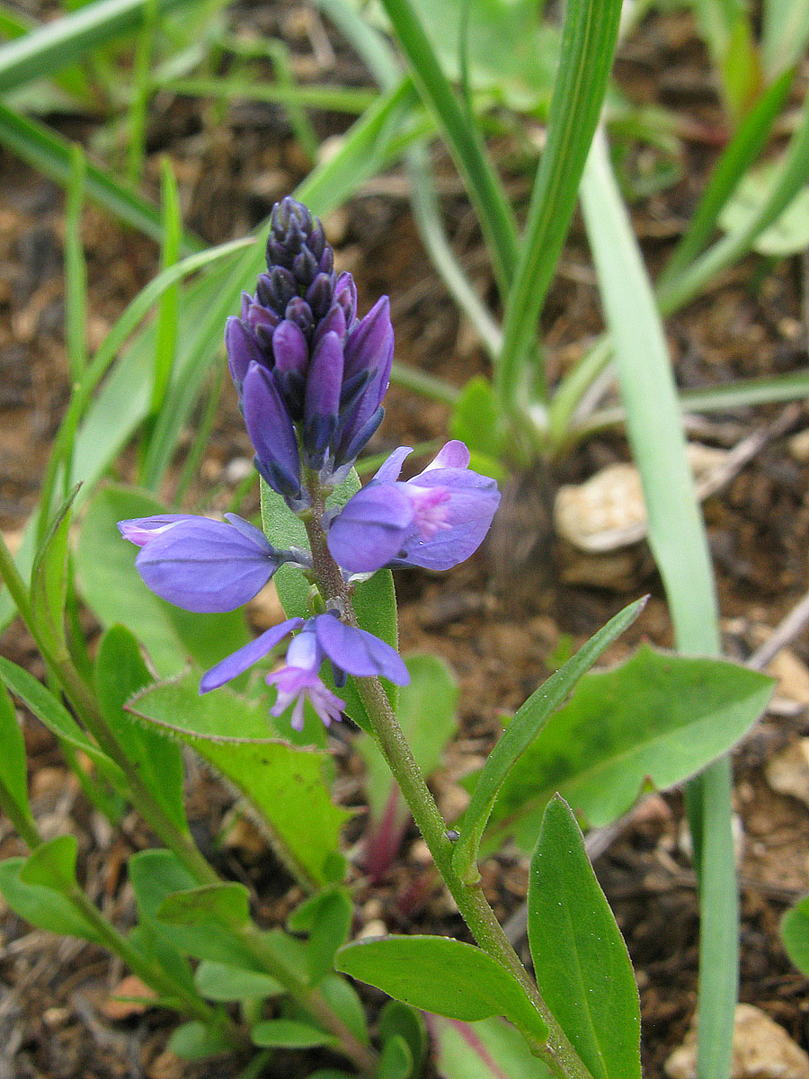 Image of Polygala caucasica specimen.