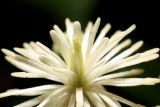 Clematis vitalba