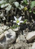 Minuartia oreina