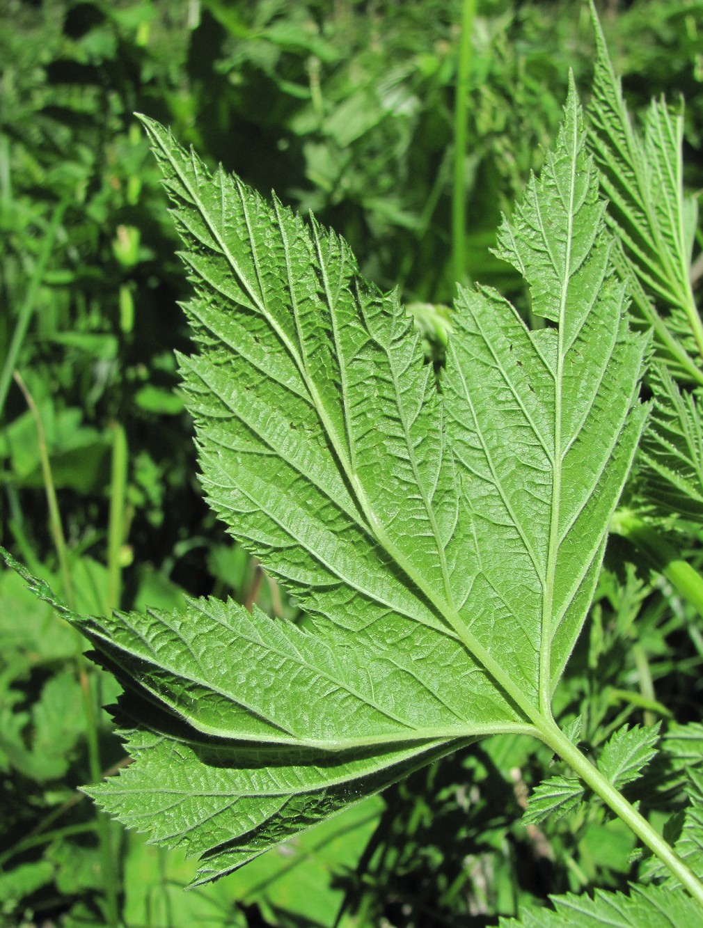 Image of Filipendula ulmaria ssp. denudata specimen.