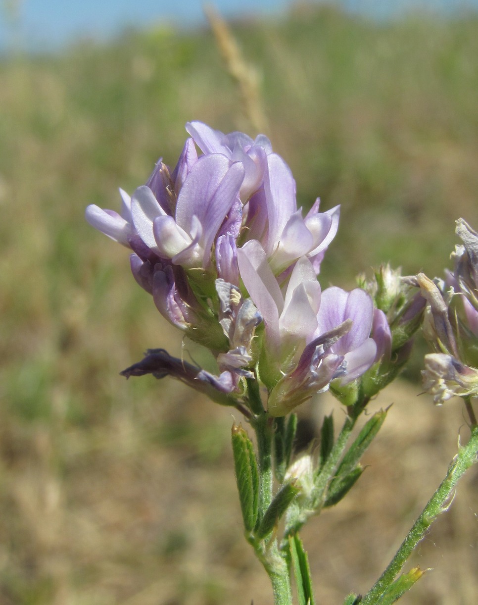 Изображение особи Medicago caerulea.