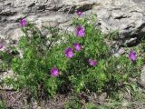 Geranium sanguineum. Цветущее растение. Дагестан, Левашинский р-н, окр. с. Леваши, ок. 1400 м н.у.м., у скального выхода. 01.06.2019.