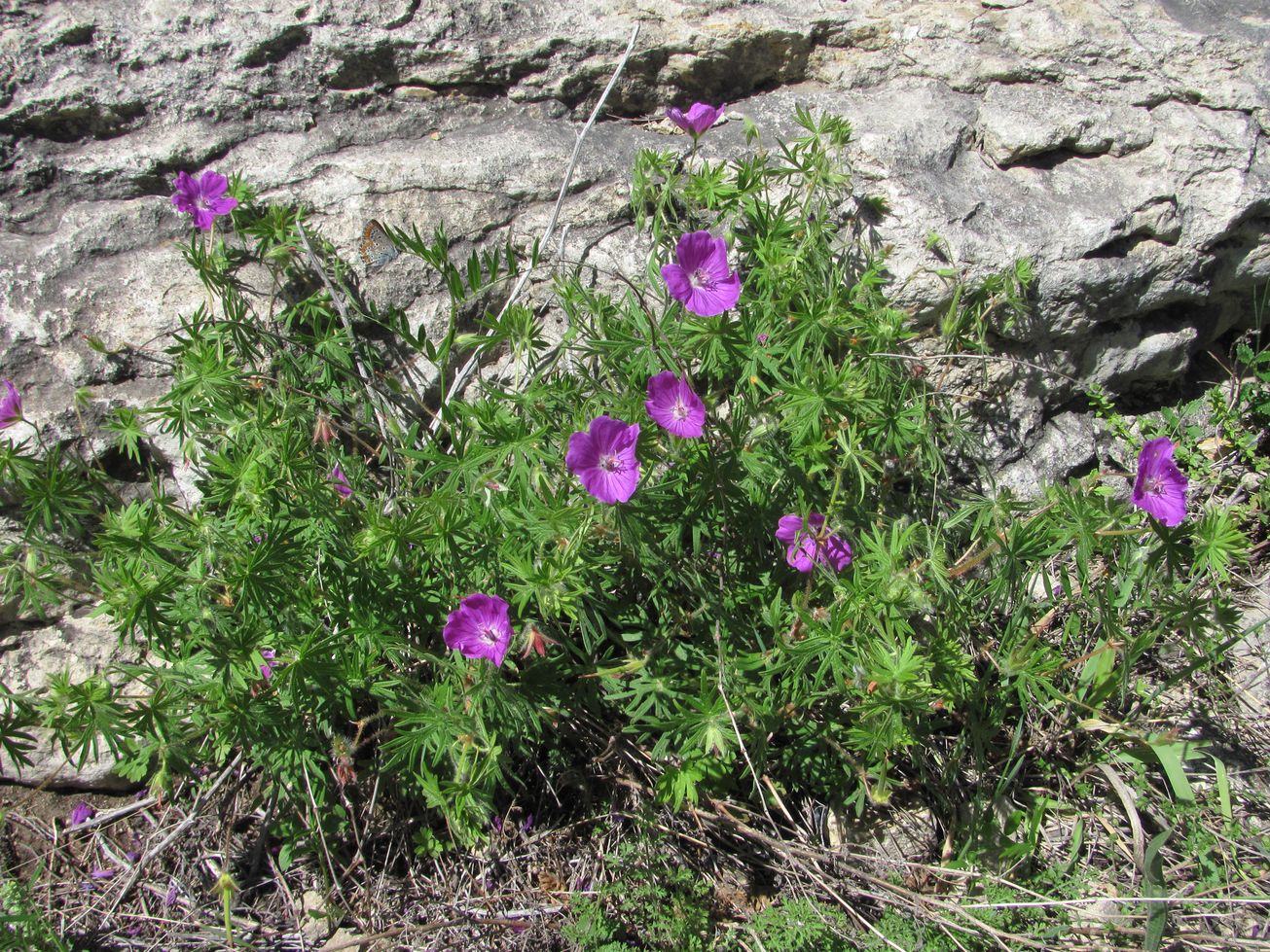 Изображение особи Geranium sanguineum.