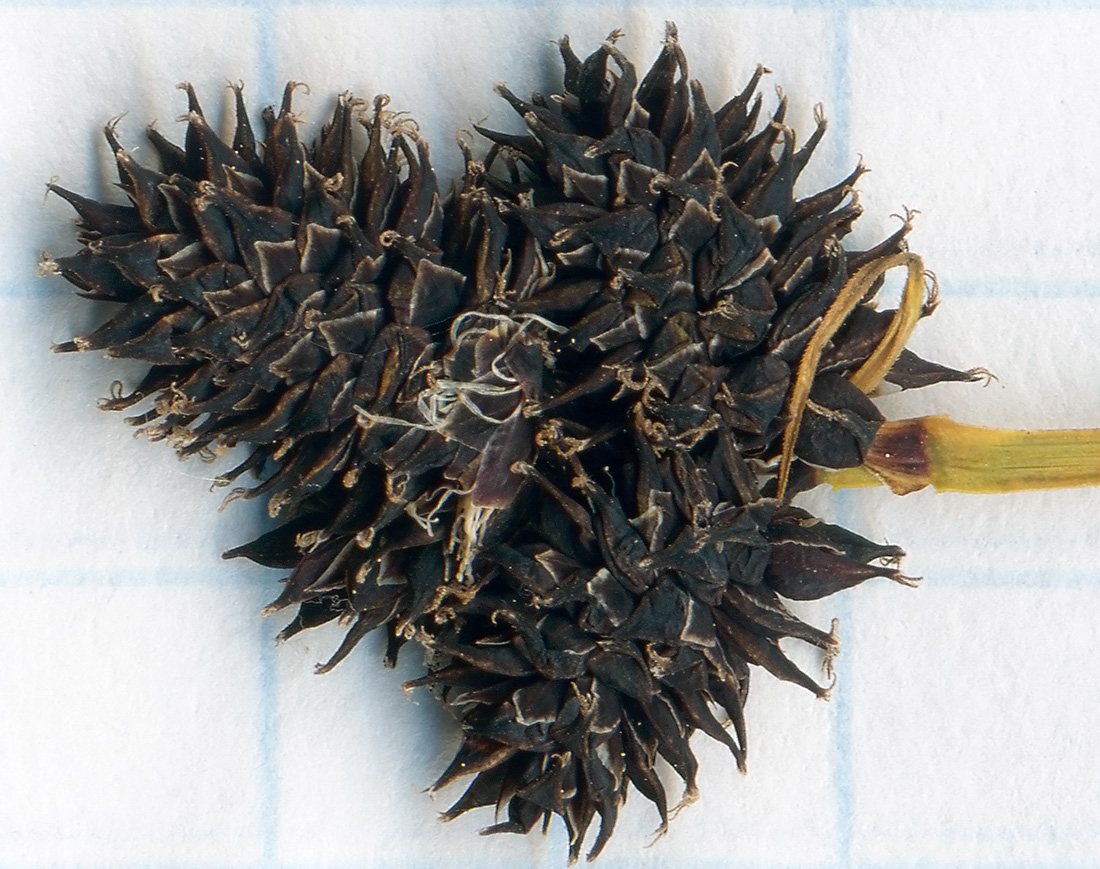 Image of Carex melanocephala specimen.