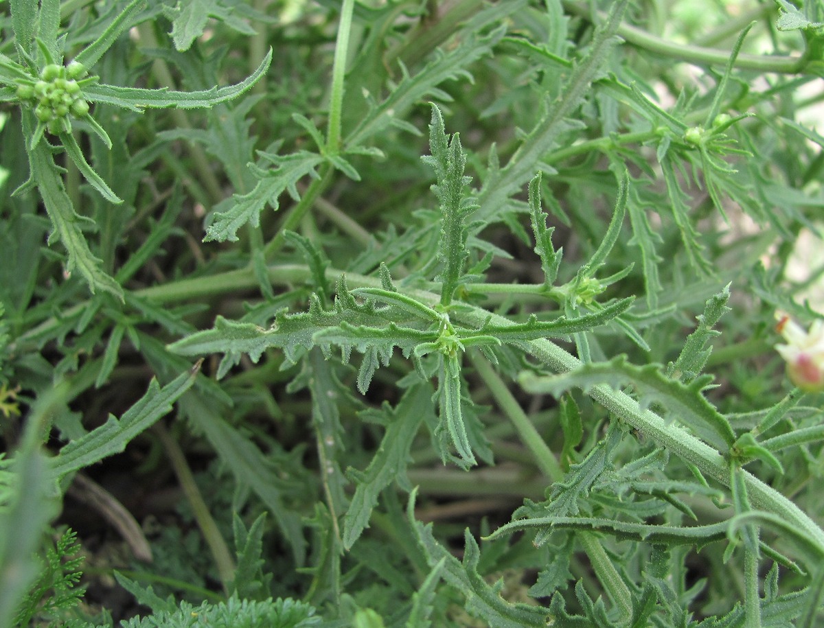 Image of Scrophularia cinerascens specimen.