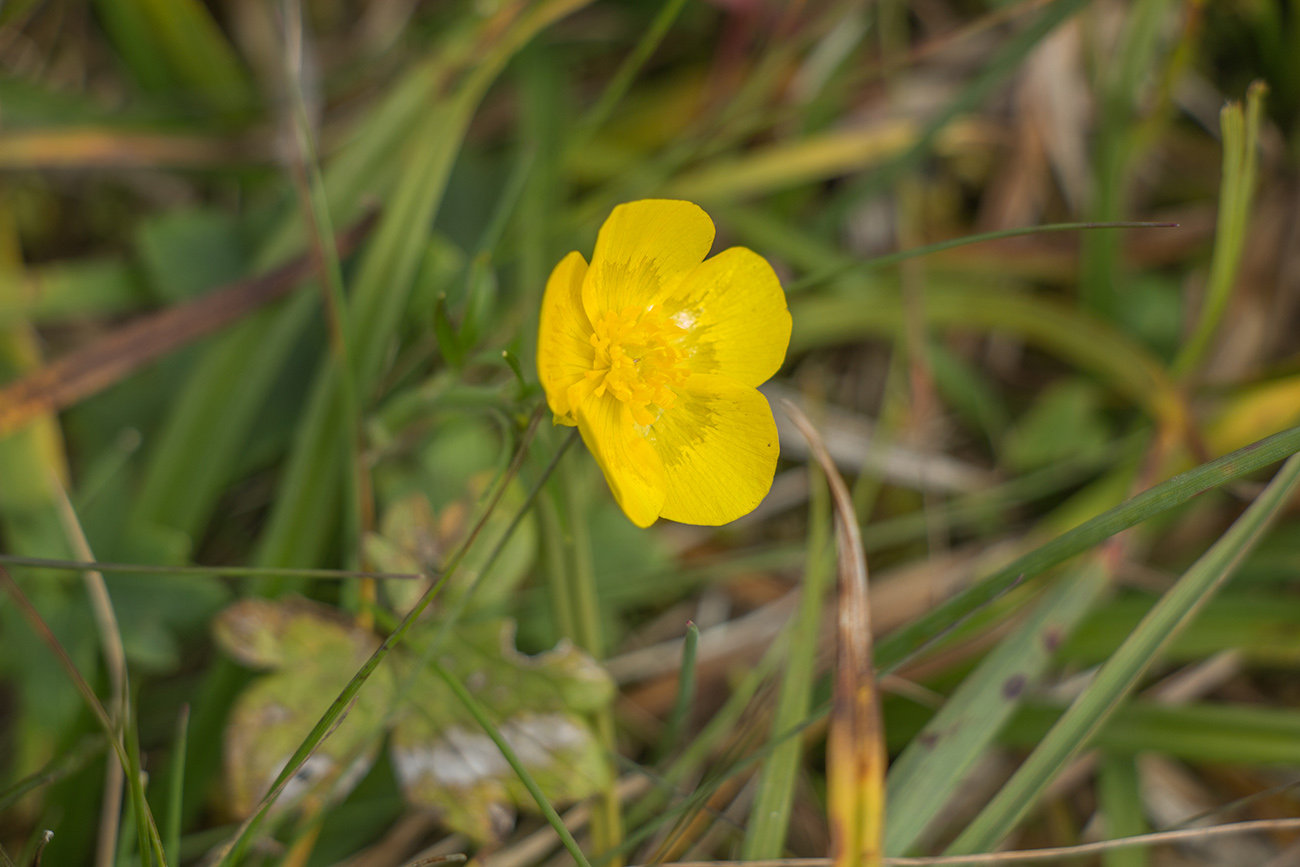 Image of Ranunculus propinquus specimen.