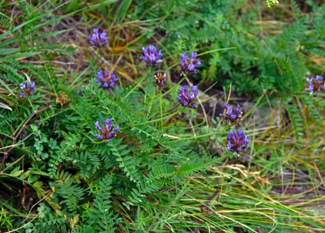 Изображение особи Astragalus danicus.