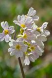 genus Primula. Цветки. Республика Адыгея, Майкопский р-н, окр. с. Новопрохладное (Сахрай), вост. склон горы Большой Тхач (2368 м) недалеко от вершины, 2320 м н.у.м., субальпийский луг. 25.05.2019.