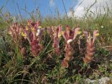 Scutellaria orientalis. Цветущее растение. Западный Крым, Тарханкутский п-ов, ур. Джангуль. 09.05.2019.