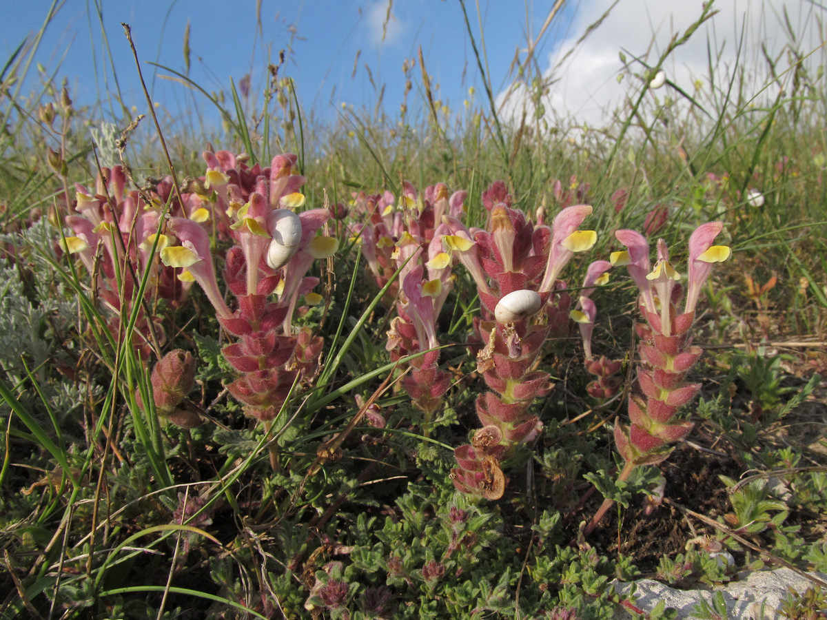 Изображение особи Scutellaria orientalis.