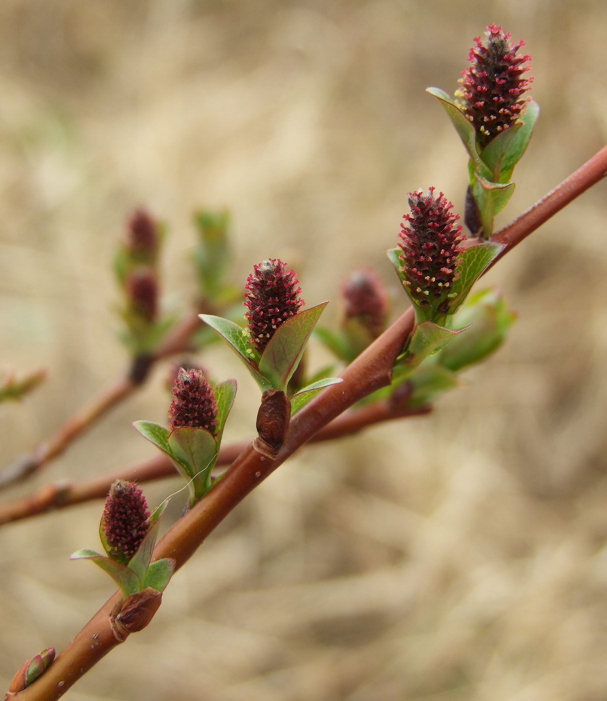 Изображение особи Salix fuscescens.