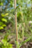 Campanula cervicaria