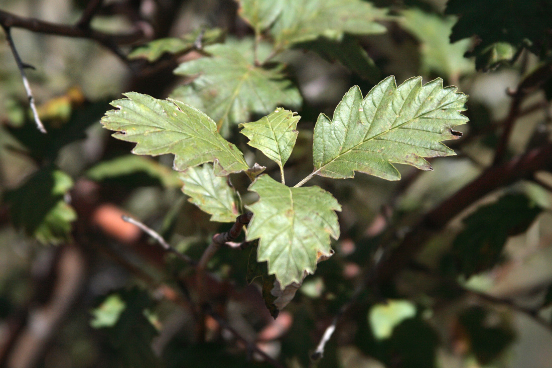 Image of Sorbus persica specimen.