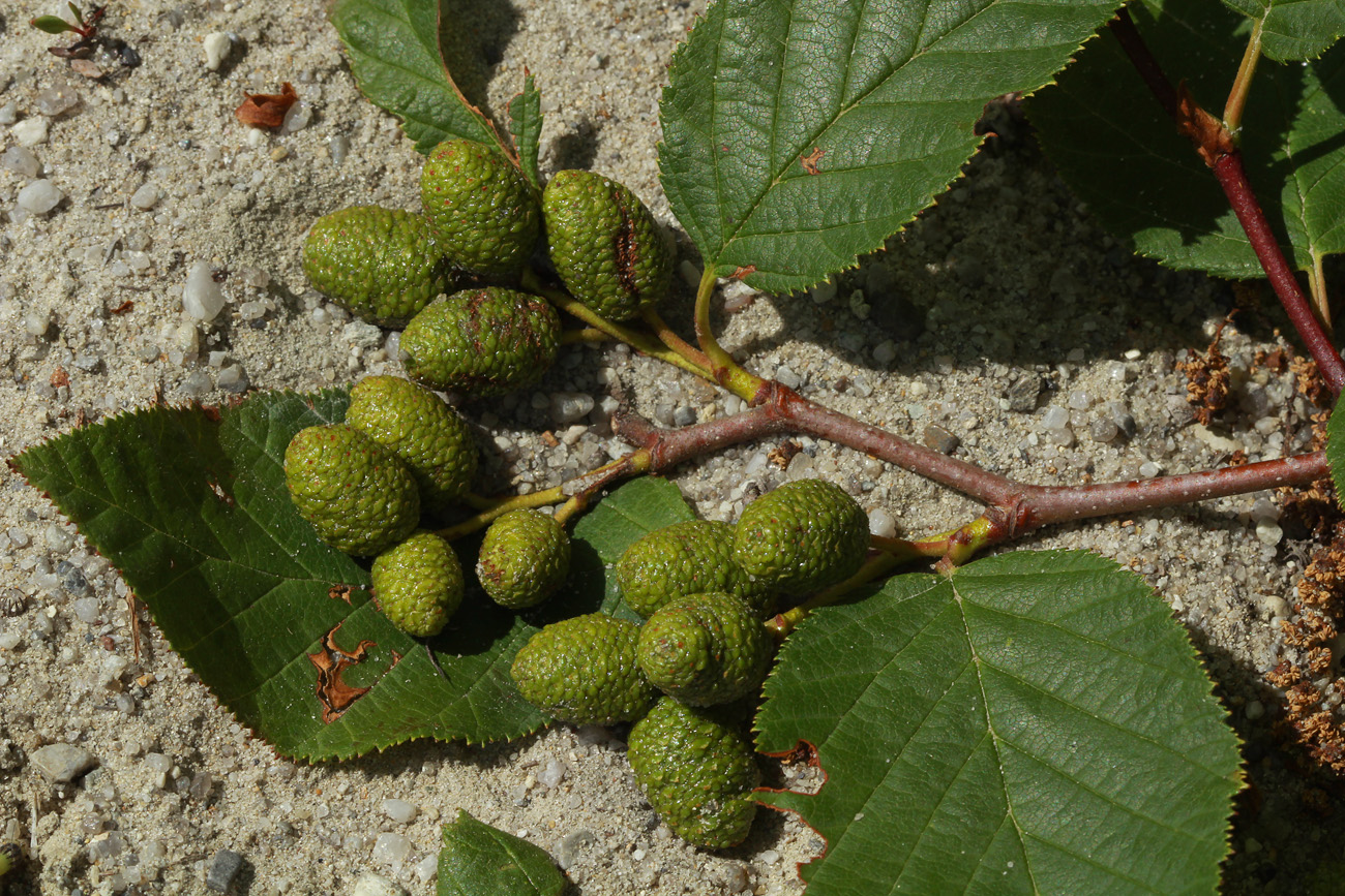 Изображение особи Duschekia fruticosa.