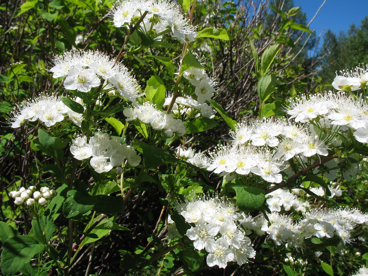 Изображение особи Spiraea chamaedryfolia.