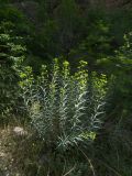 Euphorbia orientalis