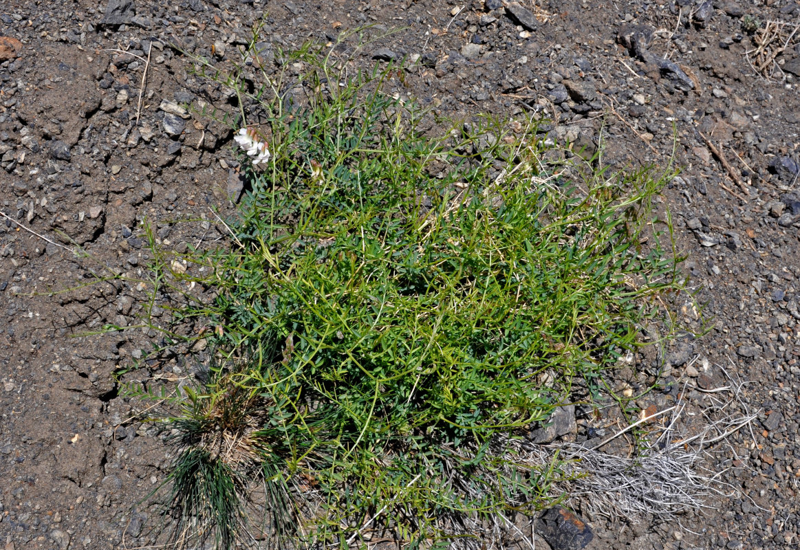 Image of Vicia costata specimen.