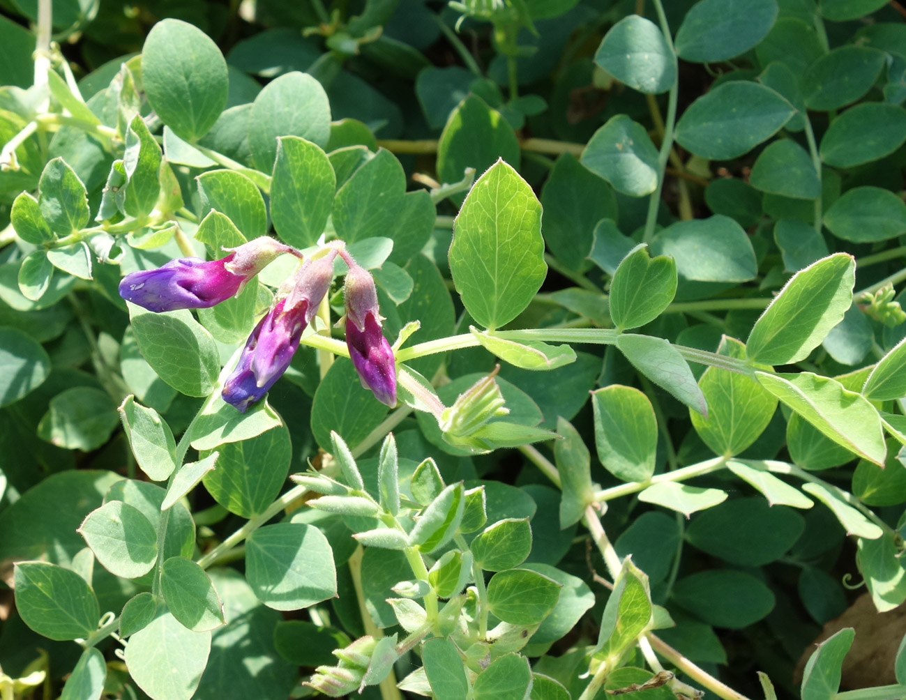 Image of Lathyrus japonicus specimen.