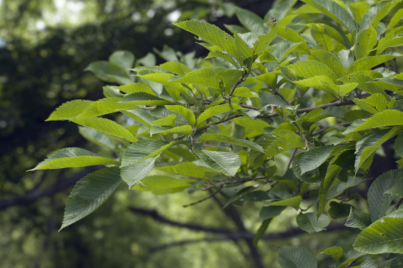 Image of Ulmus japonica specimen.