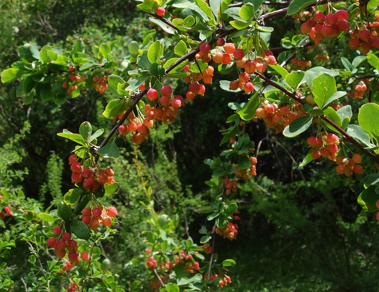 Image of Berberis sphaerocarpa specimen.