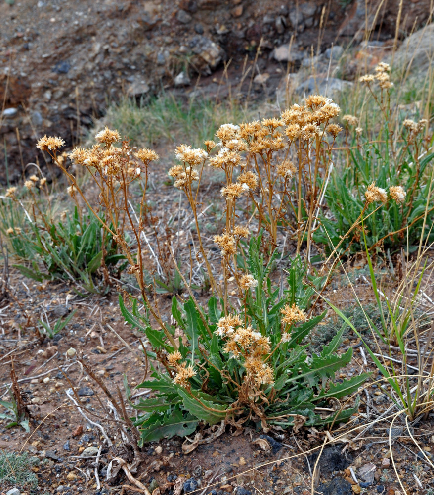 Image of Saussurea salsa specimen.