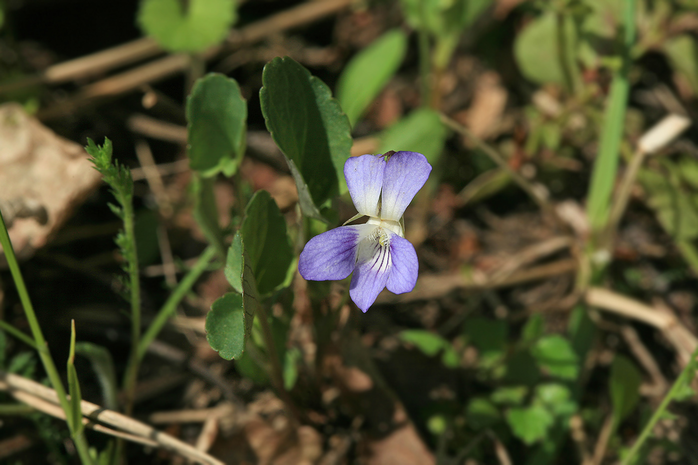 Image of Viola canina specimen.