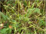 Chaerophyllum aromaticum. Часть соплодия. Тверская обл., Ржевский р-н, р. Волга, окр. переката Рождественский. 2 августа 2010 г.