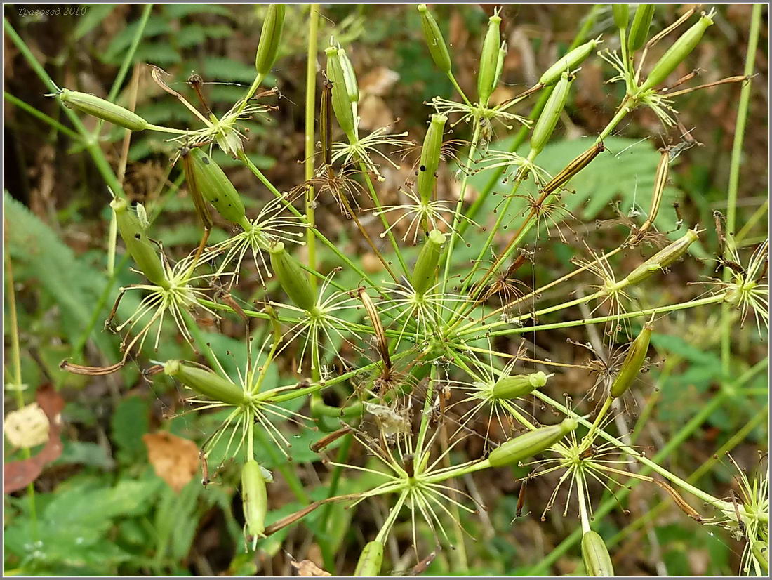 Image of Chaerophyllum aromaticum specimen.