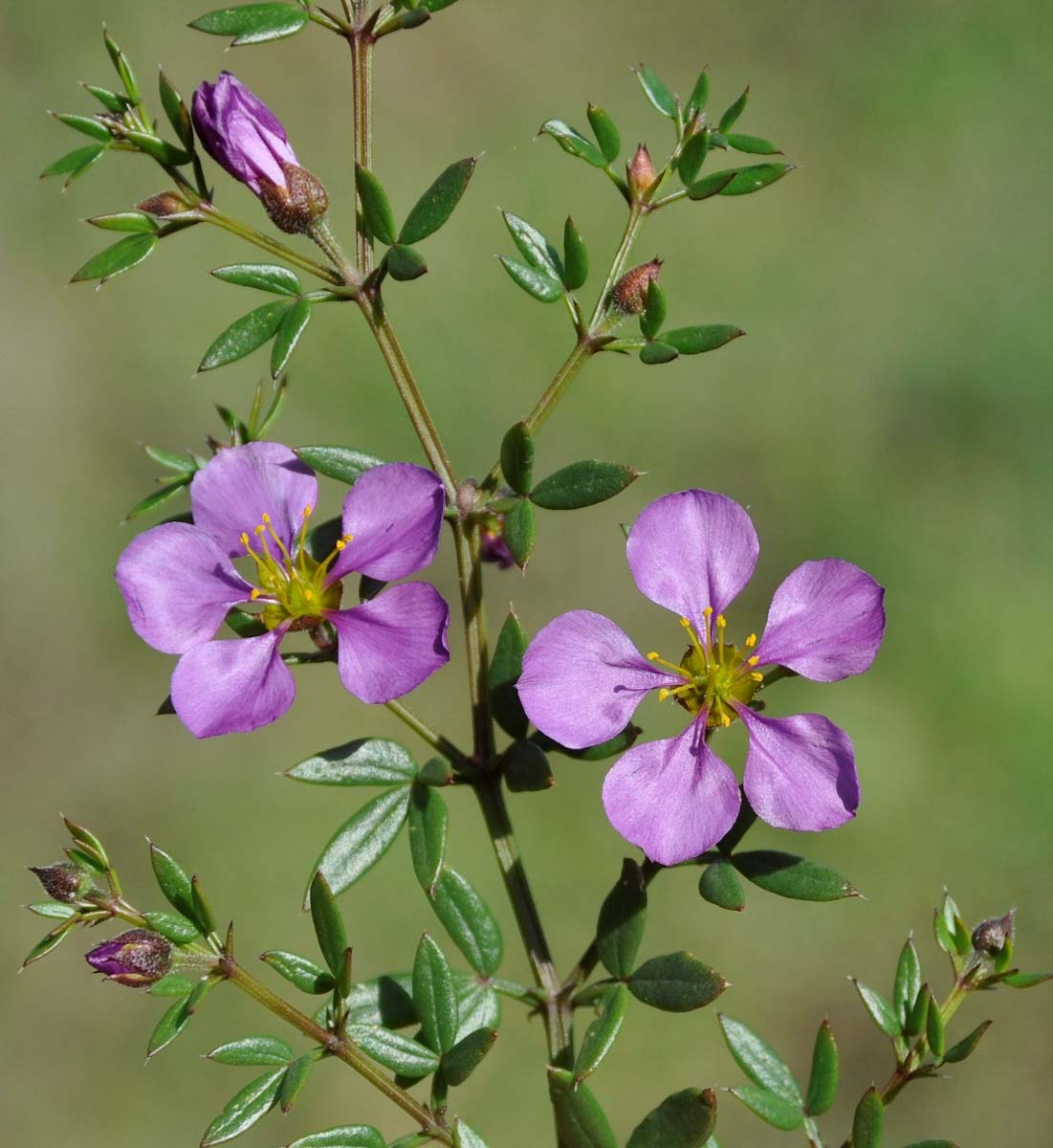 Image of Fagonia cretica specimen.