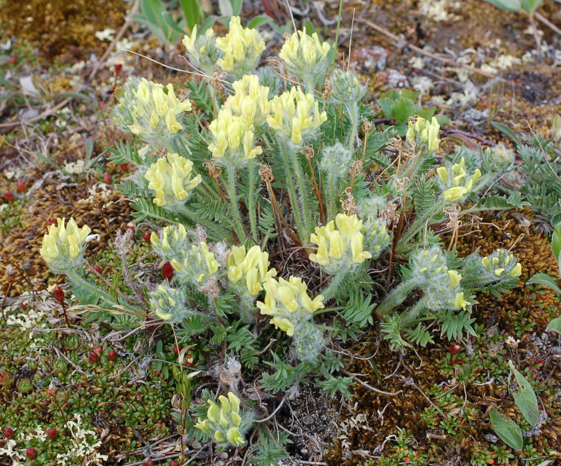 Image of Oxytropis beringensis specimen.