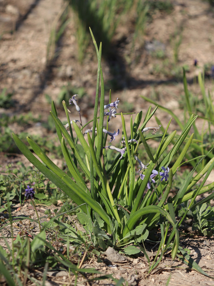 Изображение особи Hyacinthus orientalis.