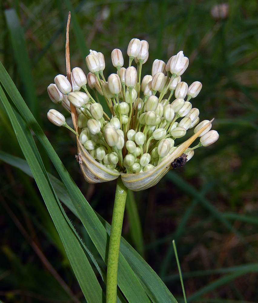 Изображение особи Allium pallens ssp. coppoleri.
