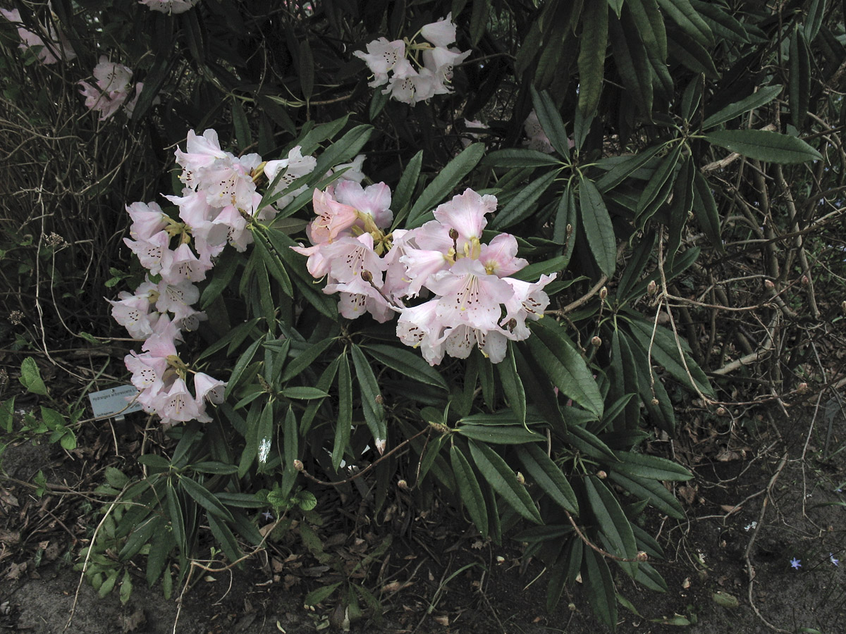 Image of Rhododendron minus specimen.