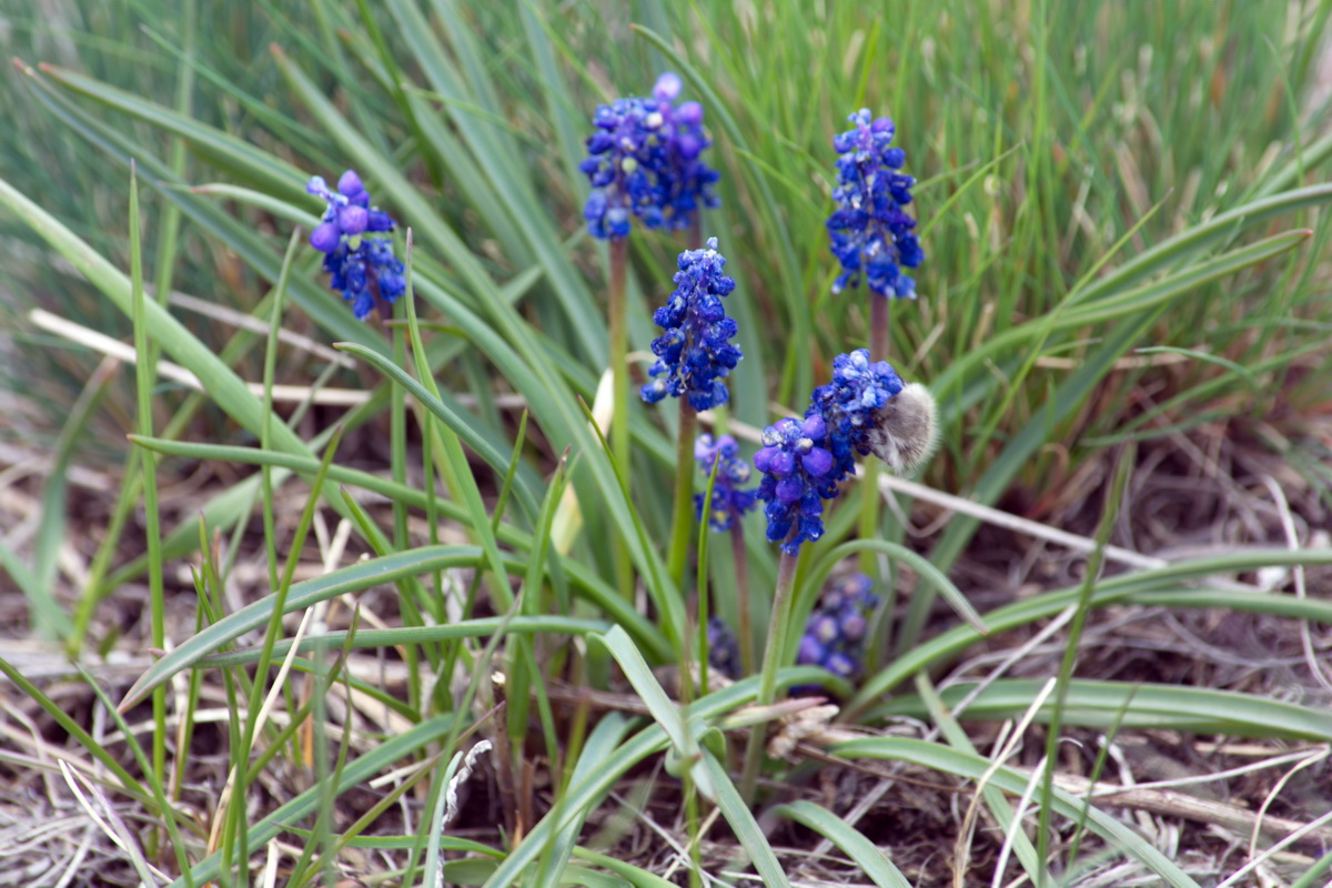 Изображение особи Muscari armeniacum.