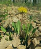 Taraxacum erythrospermum