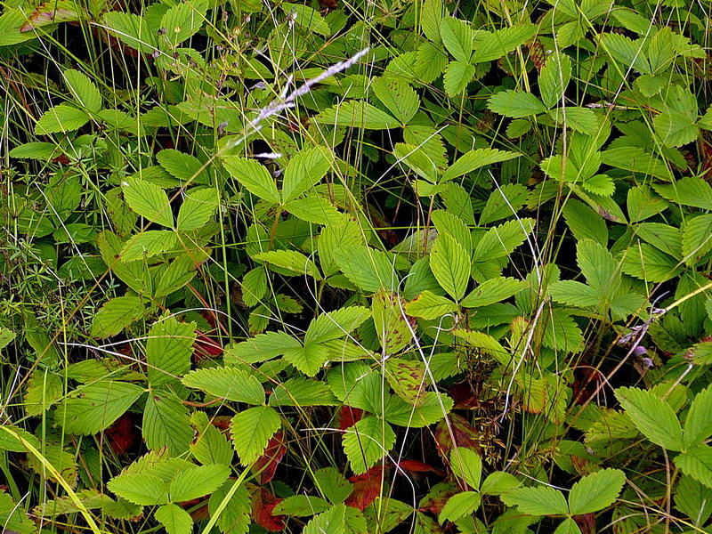 Изображение особи Fragaria viridis.