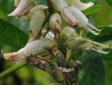 Astragalus uliginosus